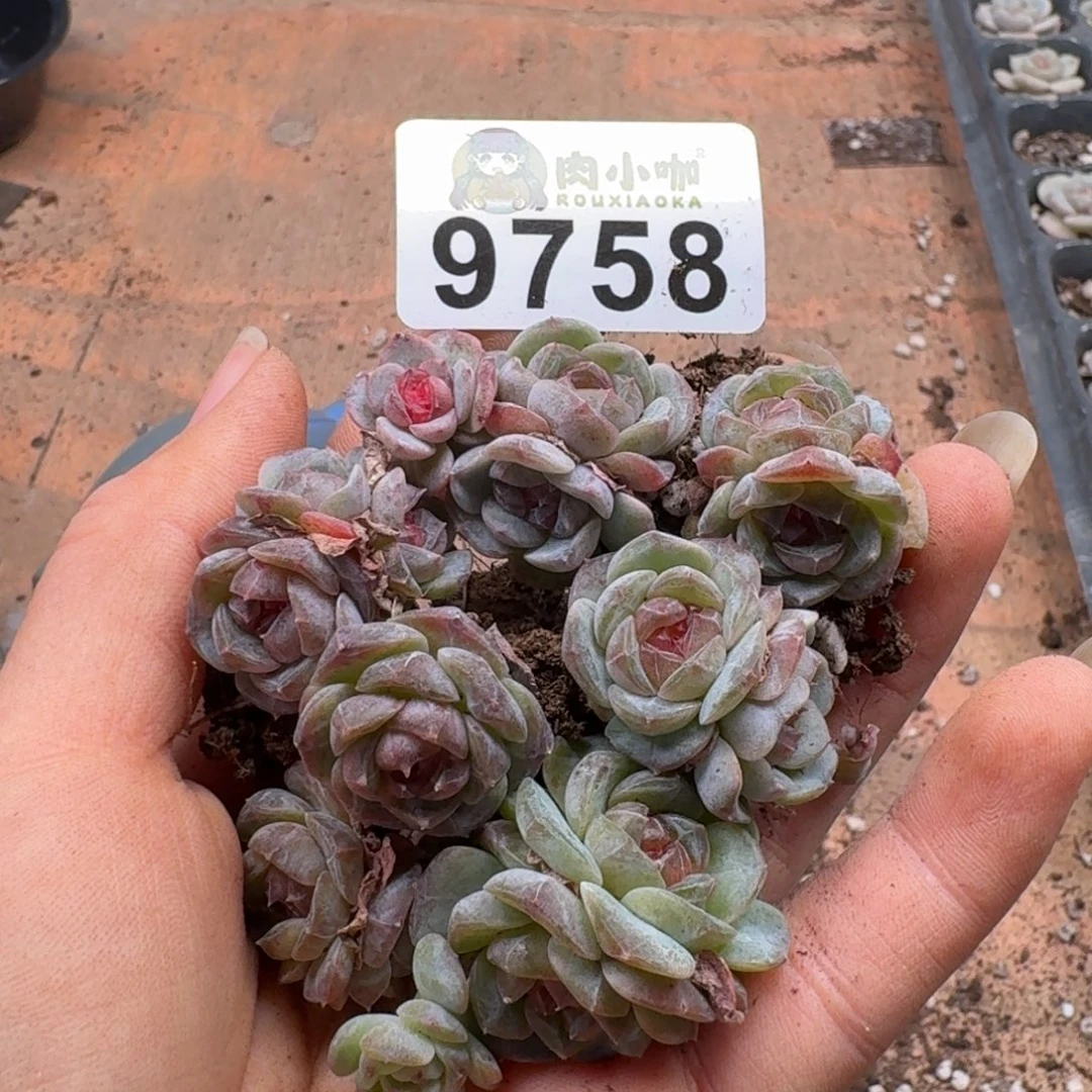 无***娜多肉植物多肉植物