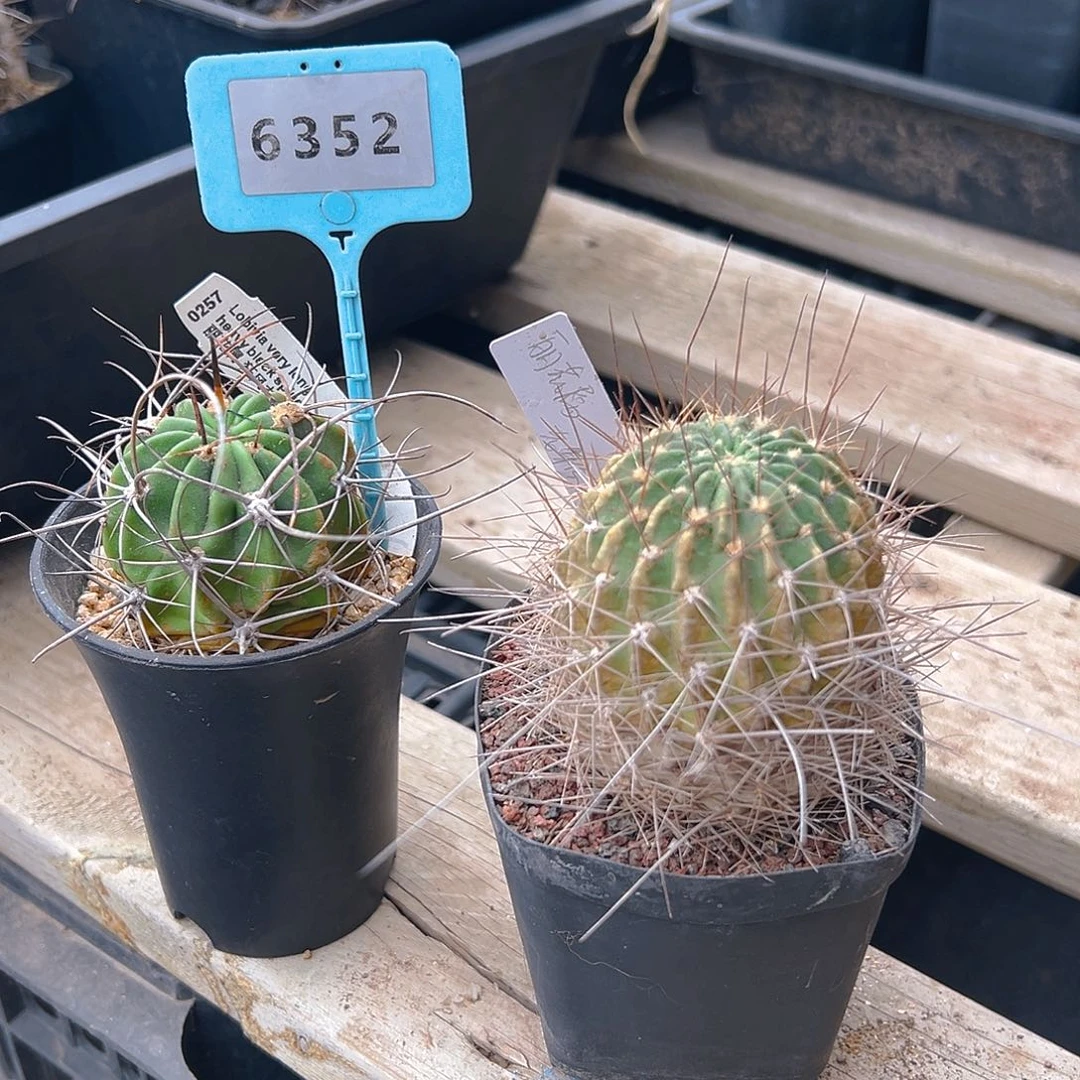 6352两颗很沧桑实生搬迁清棚福利裸根发