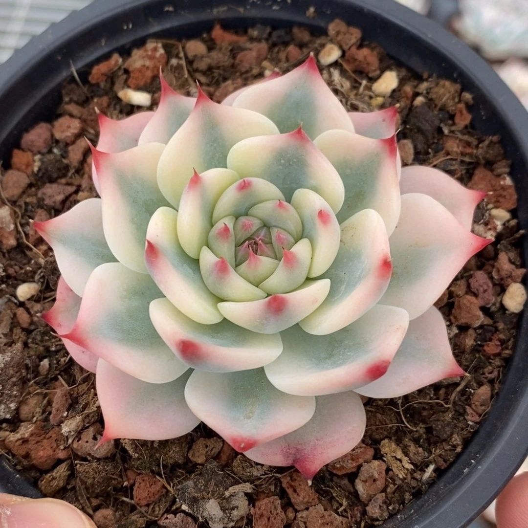 吉娃娃锦多肉植物0119