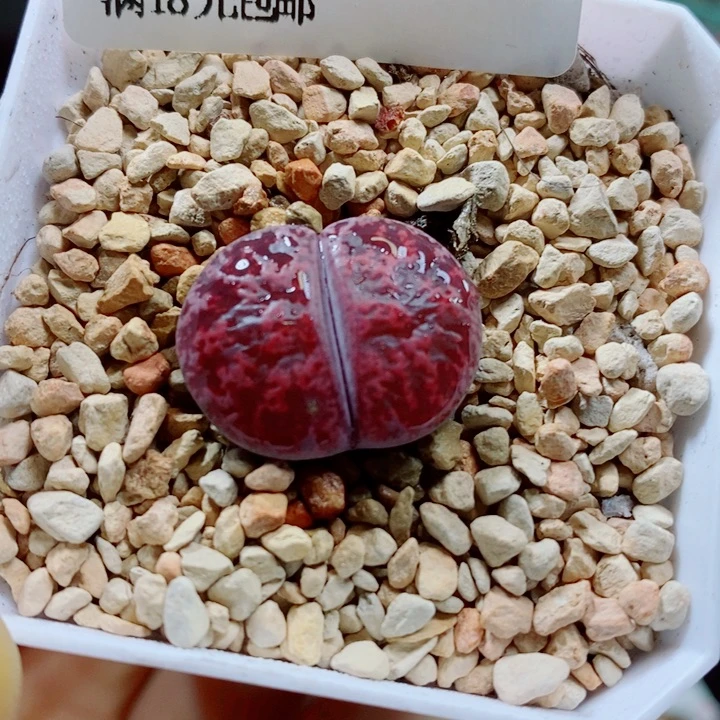 生石花花花花花花449