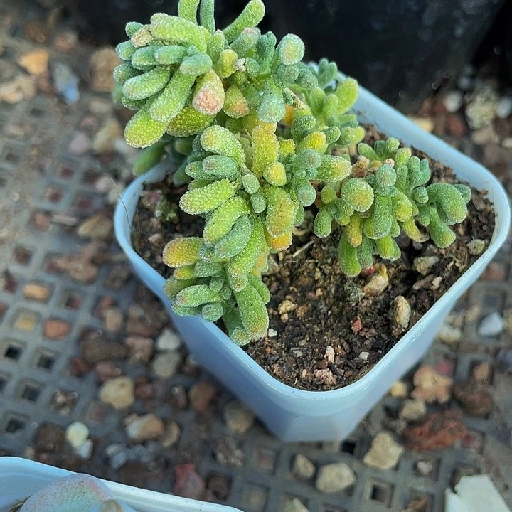 冰晶枝干5.8带盆