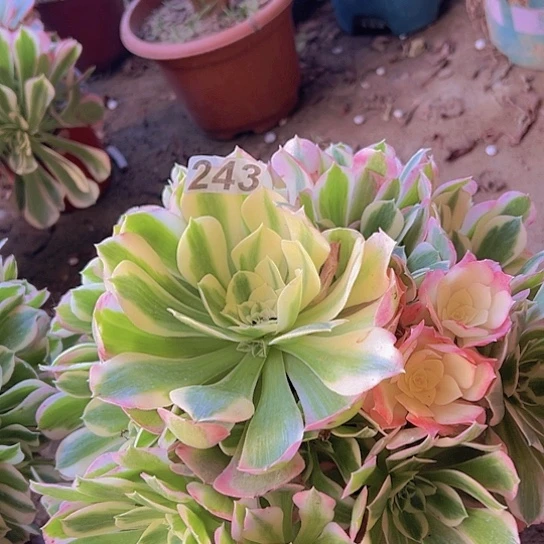 葵***安多肉植物一个雨花石