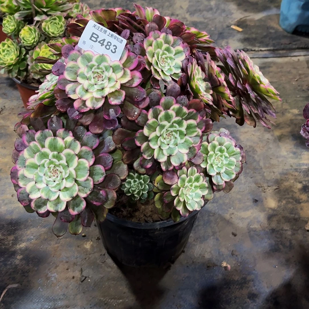 半**过多肉483黑天使法师