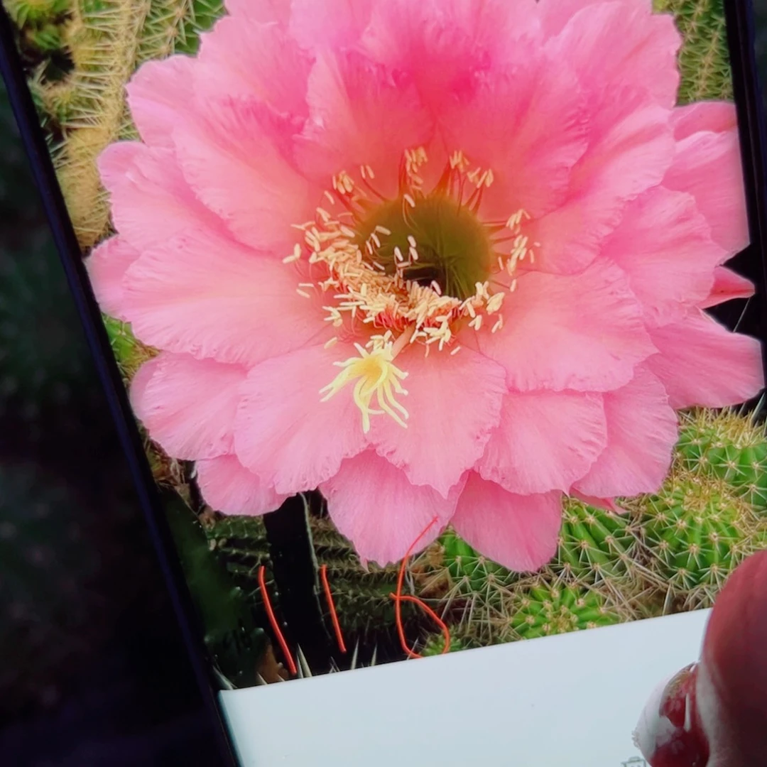 下35毛116 歪无根侧芽5公分左右20包邮