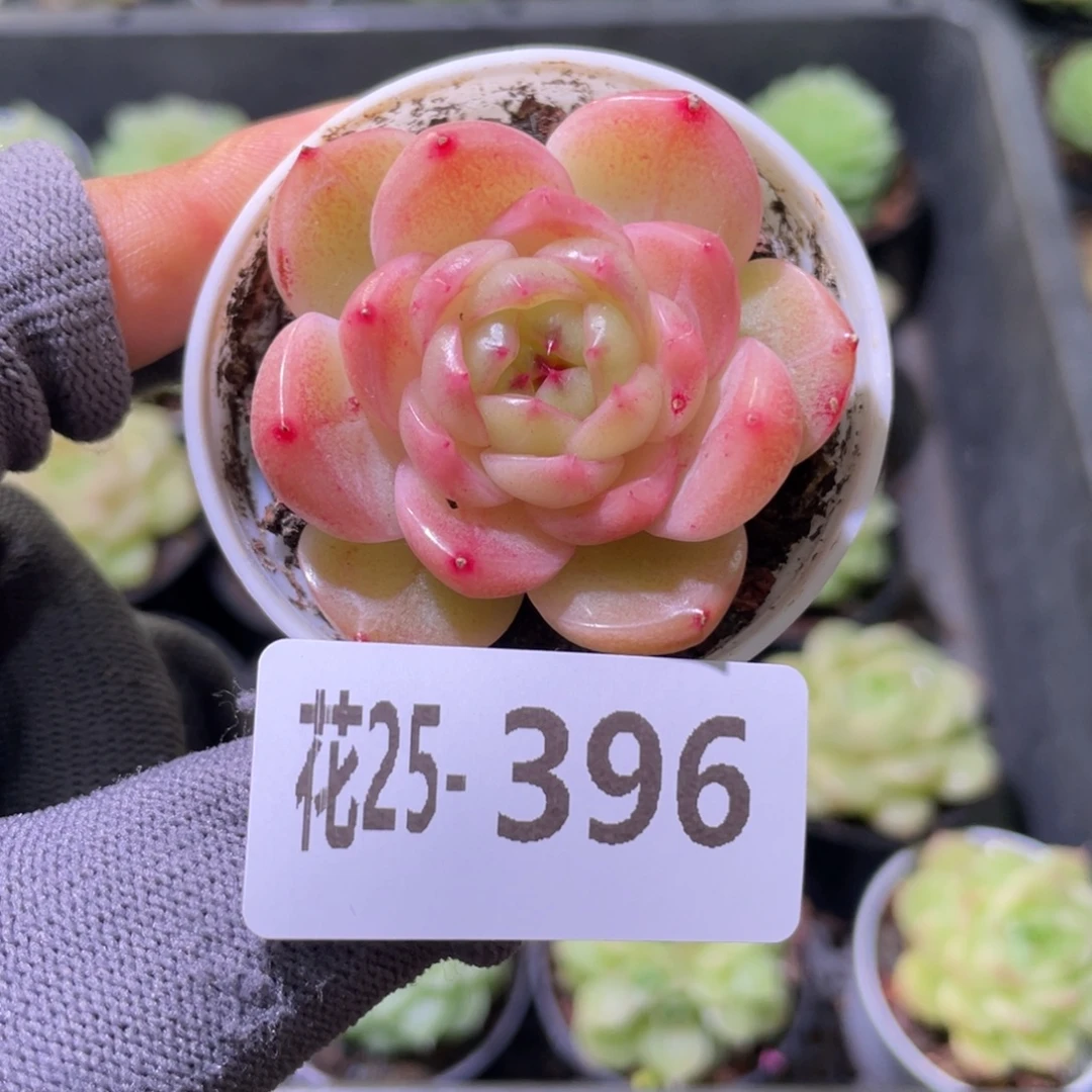 花利美25-396新品