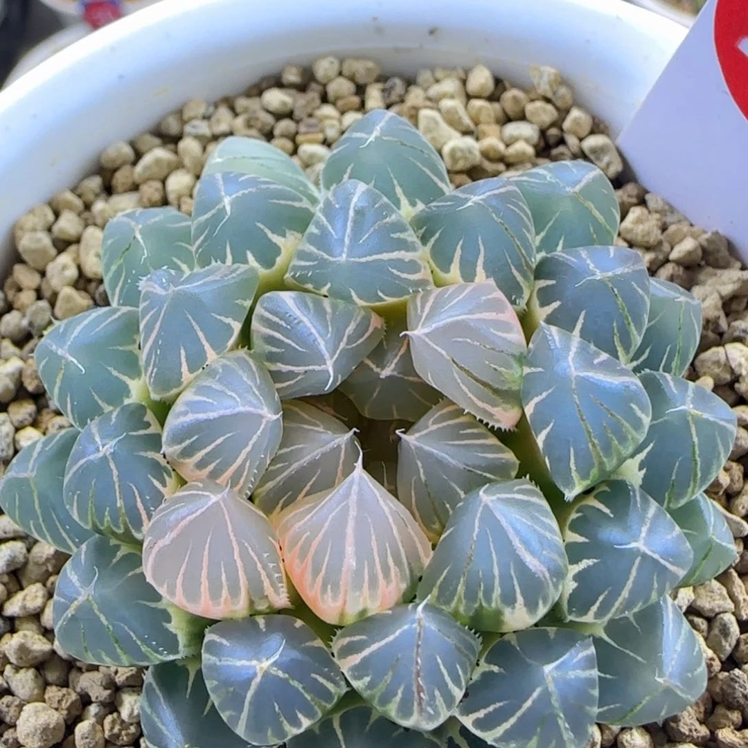 224号霓虹灯糊斑一物一拍带盆土