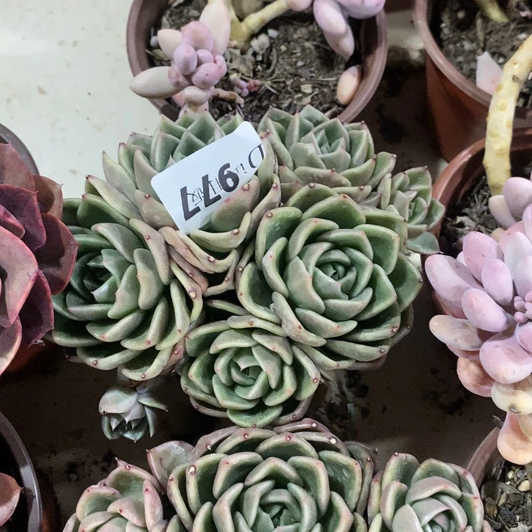 会****?977白玫瑰多肉植物