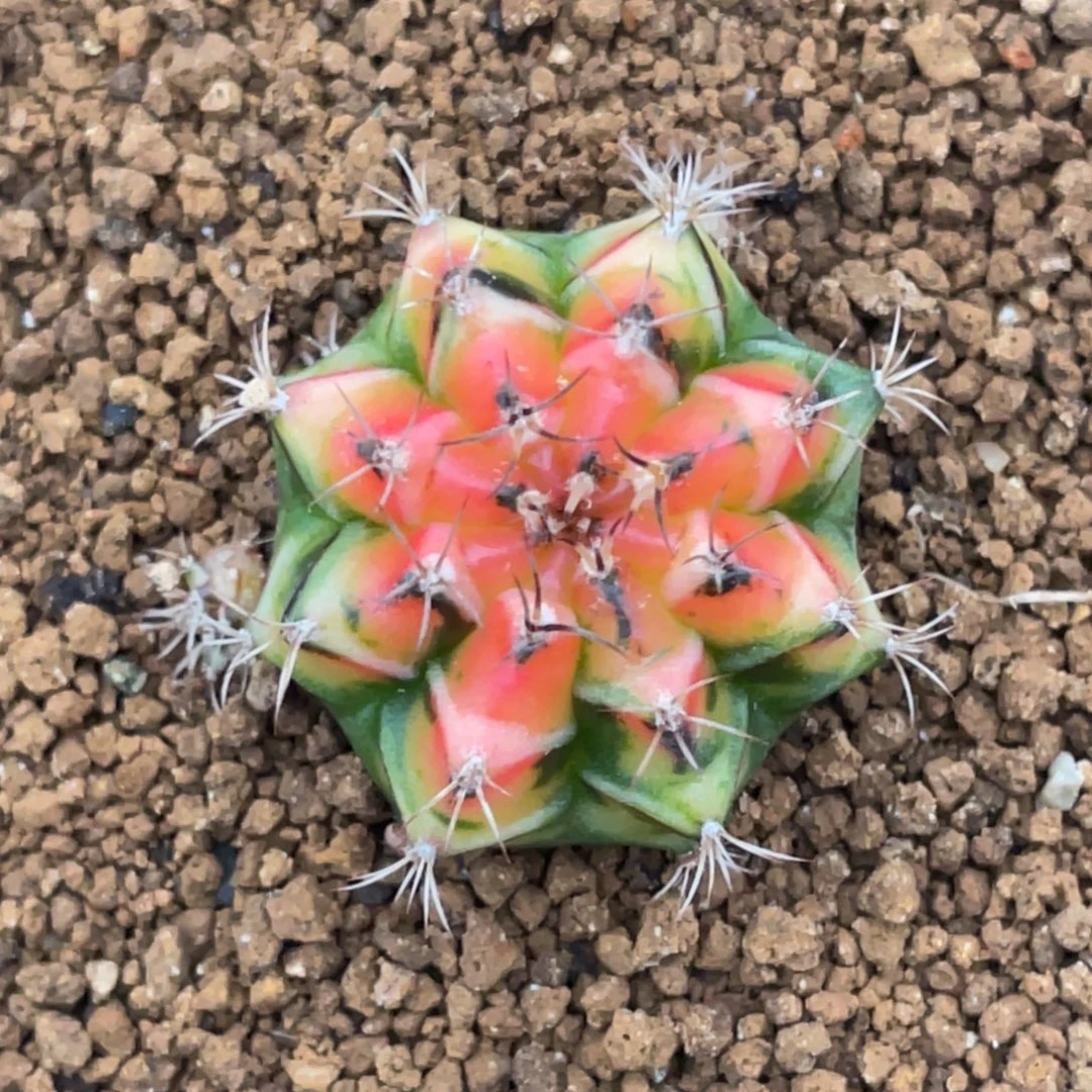 当前无花朵，栽培后可花朵橘黄虎斑