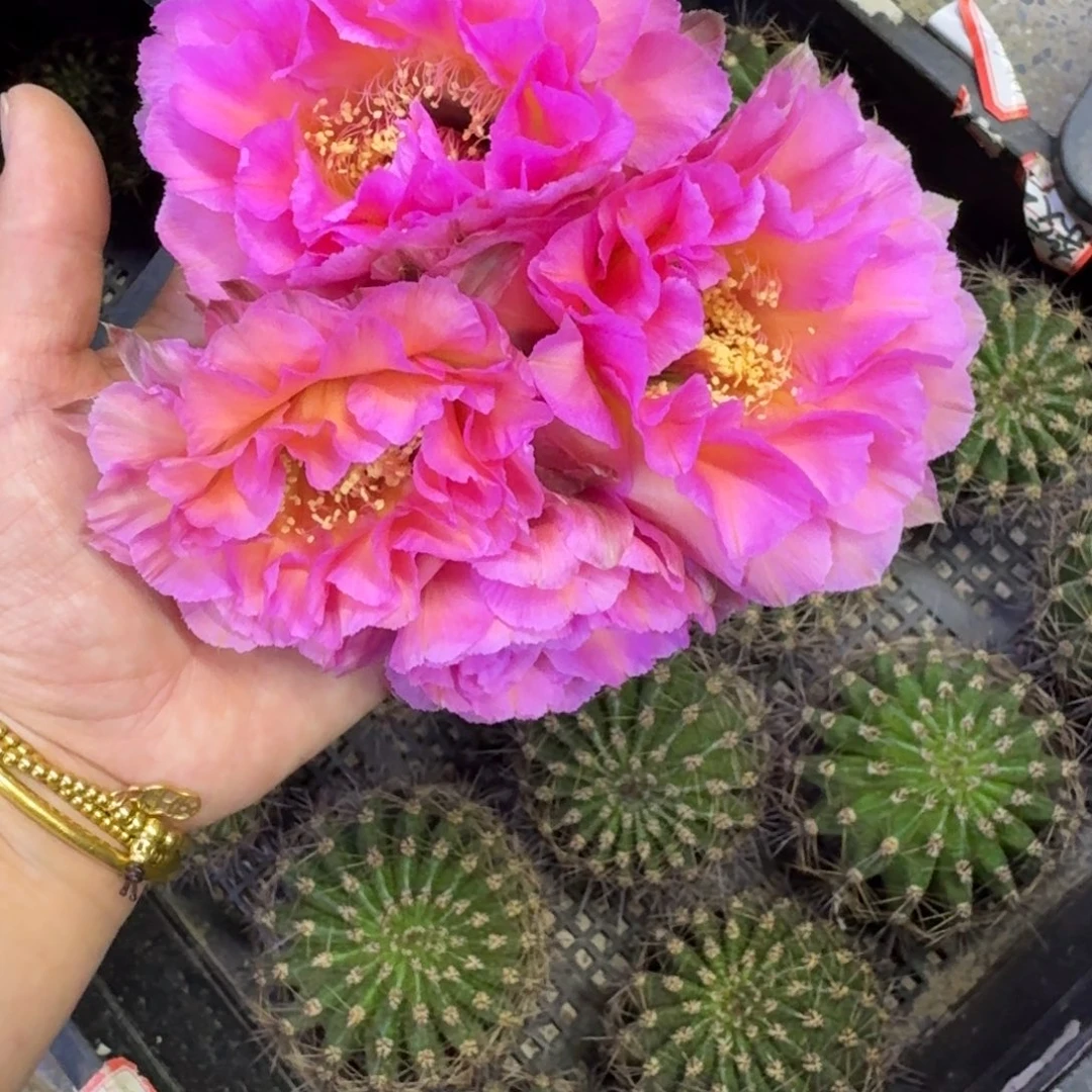 311彩草国色歪无根侧牙4公分左右，20包邮