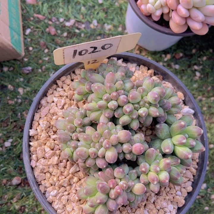 健健康康平平安安