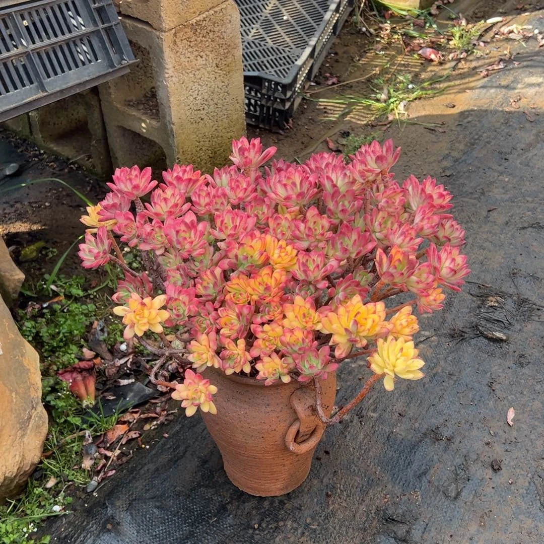 精品小叮当锦加盆 运费到付