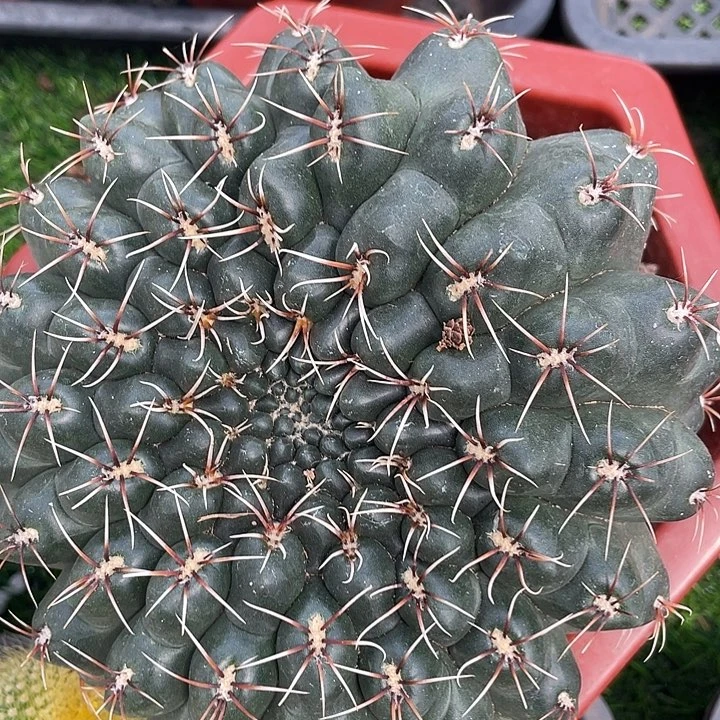 菲花玉缀化一颗包邮