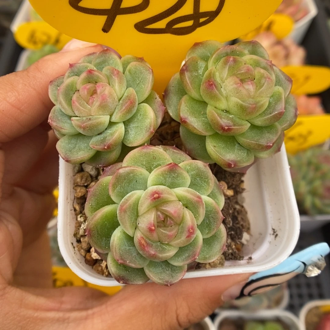x7灯泡心珍妮群生428号