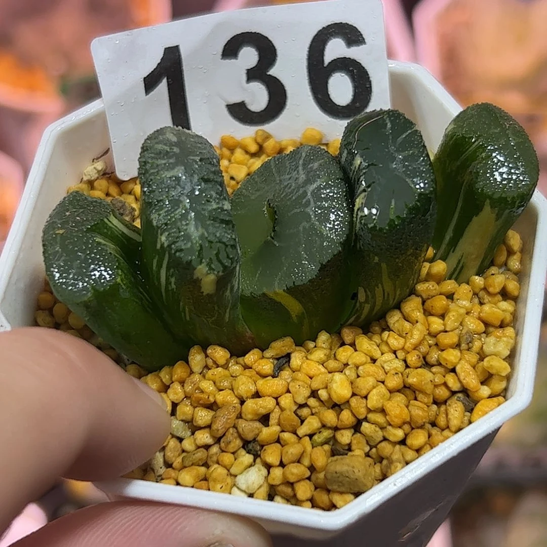 火山玉扇锦十二卷多肉植物