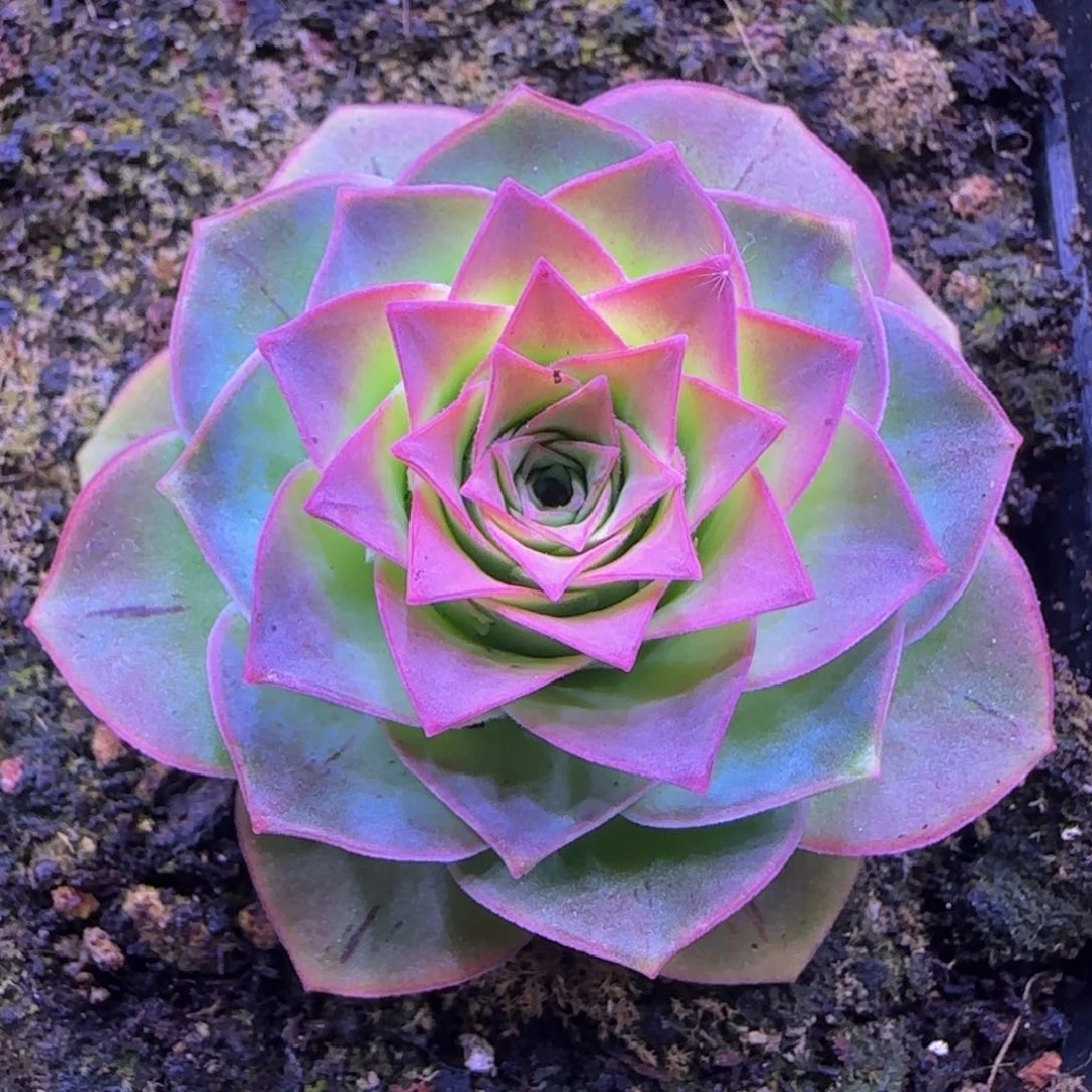 福利26888888889856885888