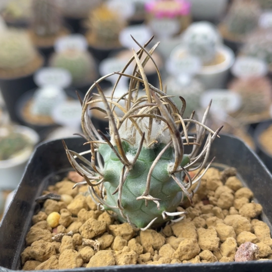 黄龙丸       实生根