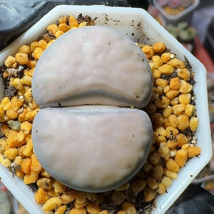 汉***王生石花1111111。   180