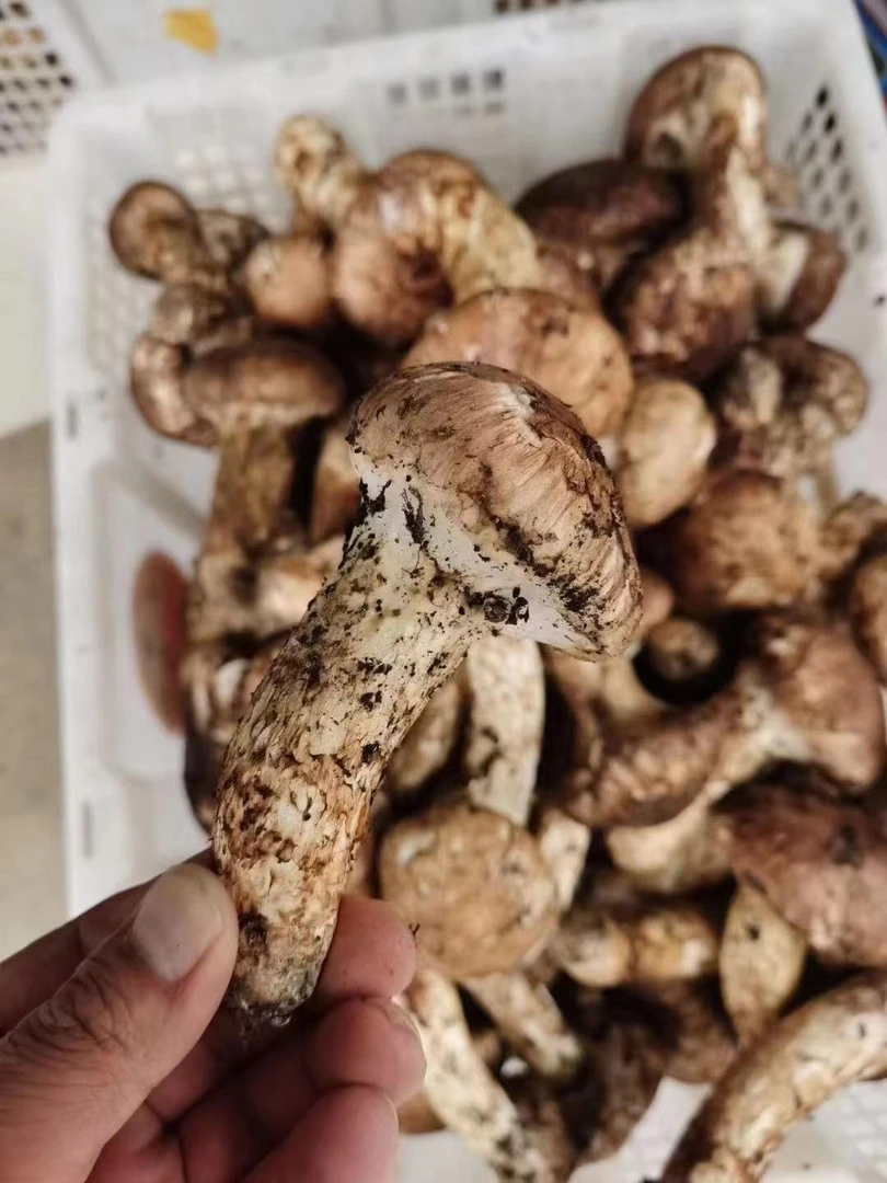 新鲜小金松茸特价二三级顺丰包邮（开伞破损有瑕疵）