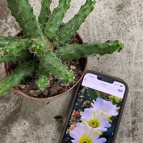 白美花角，257890000