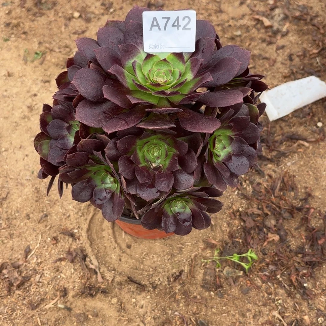 听***️赤焰莲断枝不包742