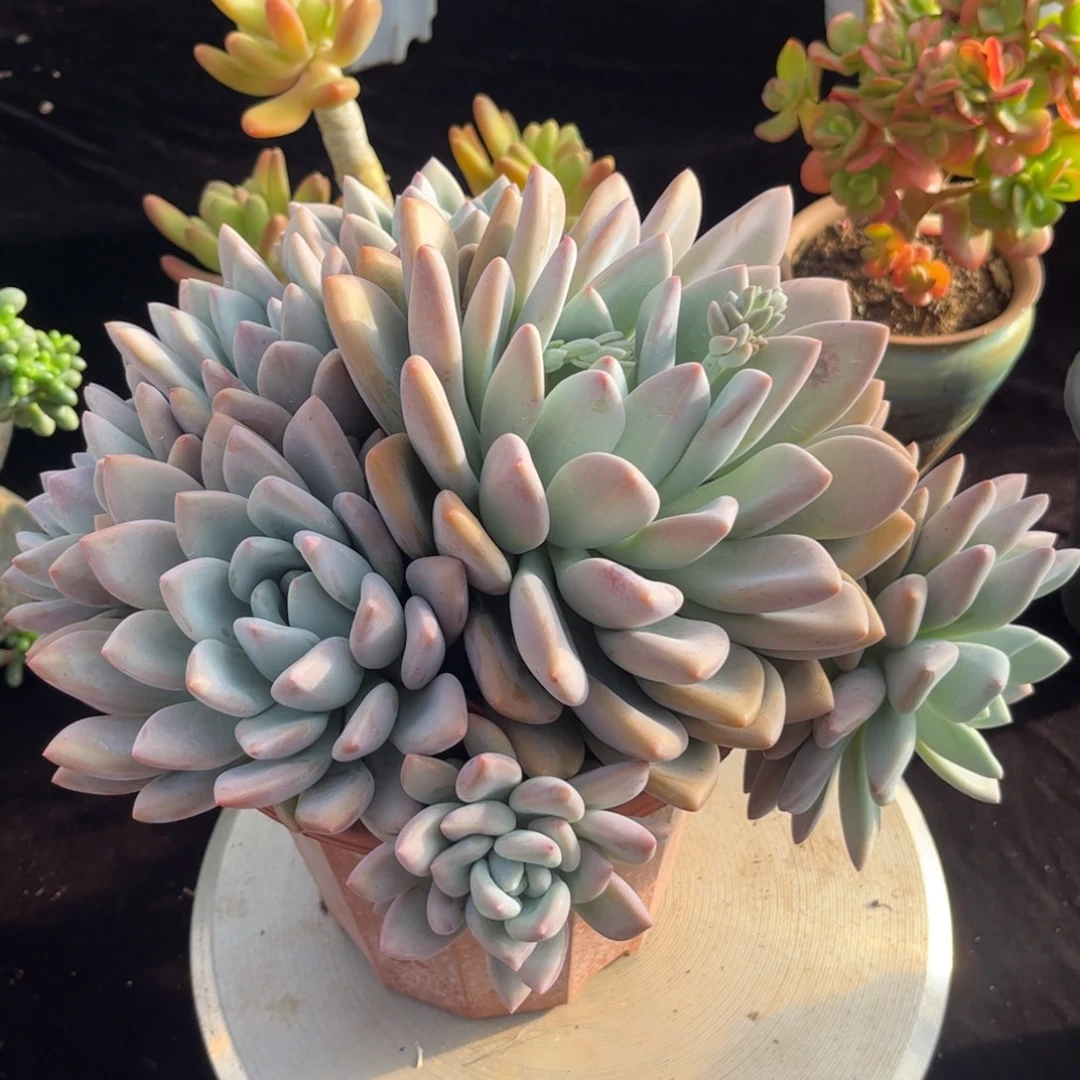 好姑娘多肉园艺，奥普琳娜