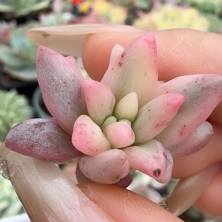 红蜻蜓锦大锦边福利一颗