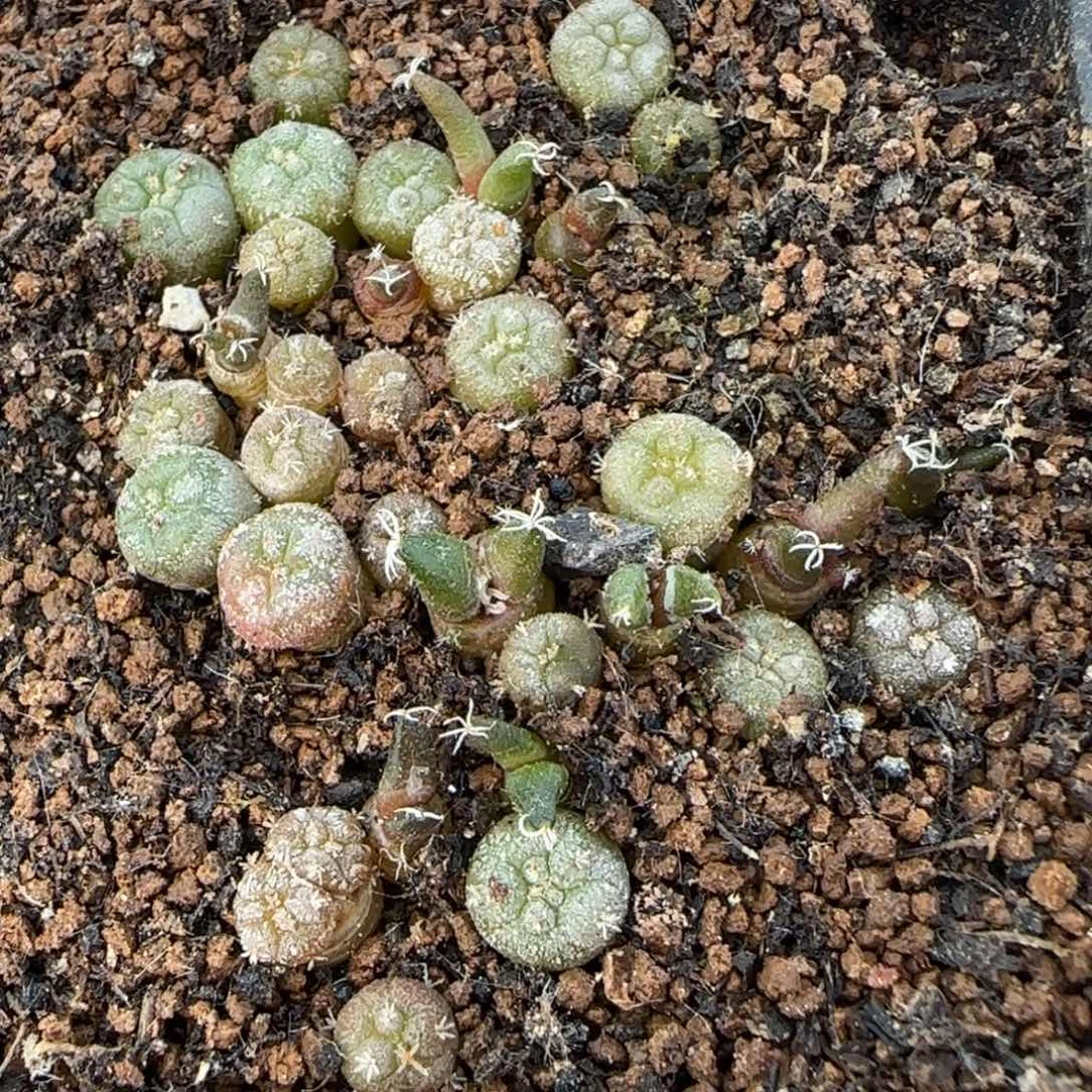 无花朵一盆千里马小苗576