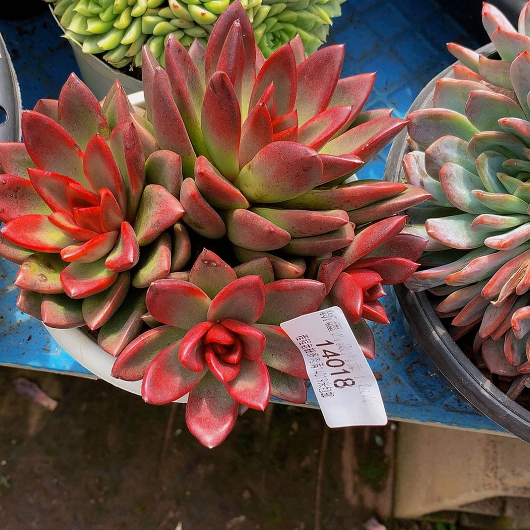 琳***琳丰沛14018多肉多肉