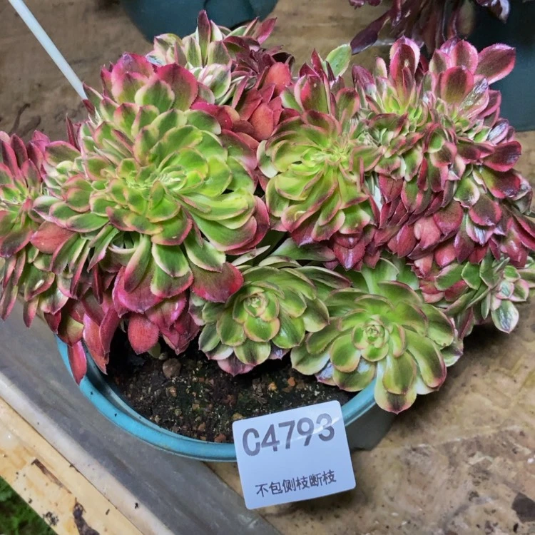 【闪购商品】4793万白多肉