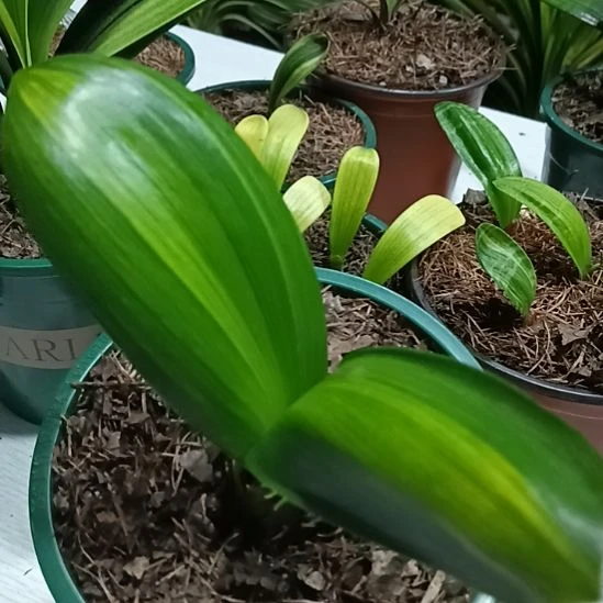 果***果无花朵君子兰小苗君子兰小苗君子兰