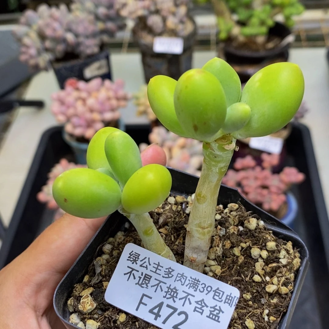 472金蟾芒果奶多肉5c m