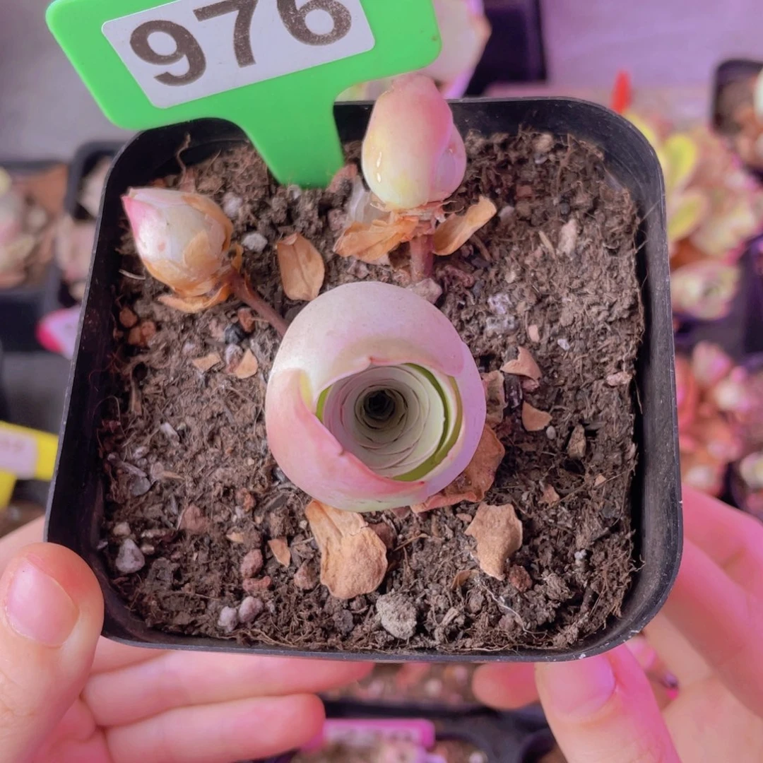 单品一物一拍976号