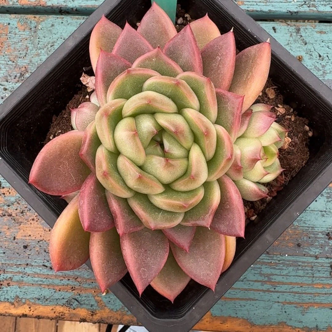 从前慢花园多肉编号1119.74