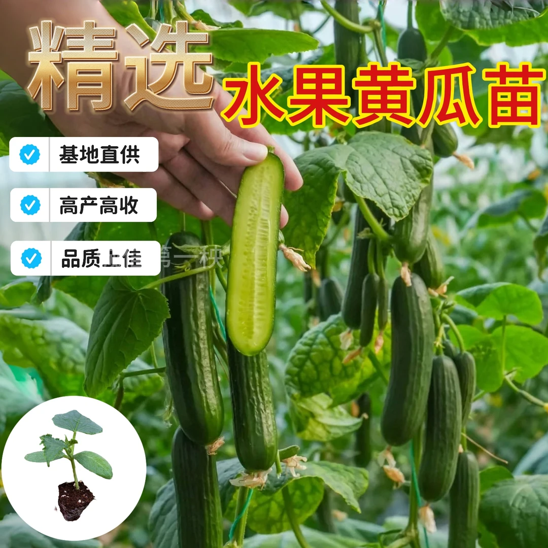 黄瓜苗水果黄瓜秧苗盆栽地栽四季蔬菜水果黄瓜秧苗阳台早熟易成活