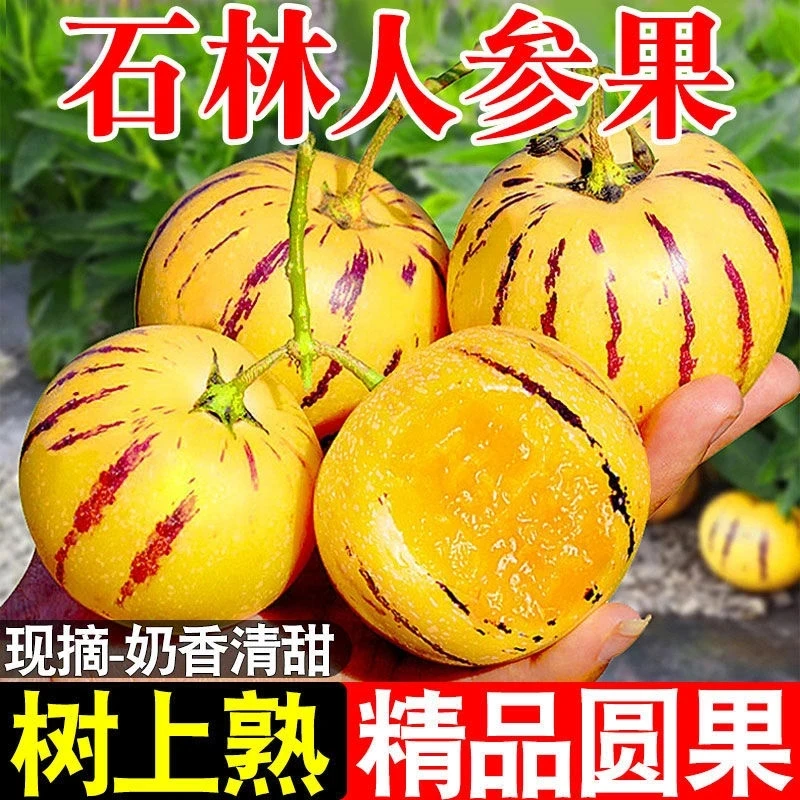 云南石林树上熟果黄肉圆果清甜多汁当季新鲜水果人参果