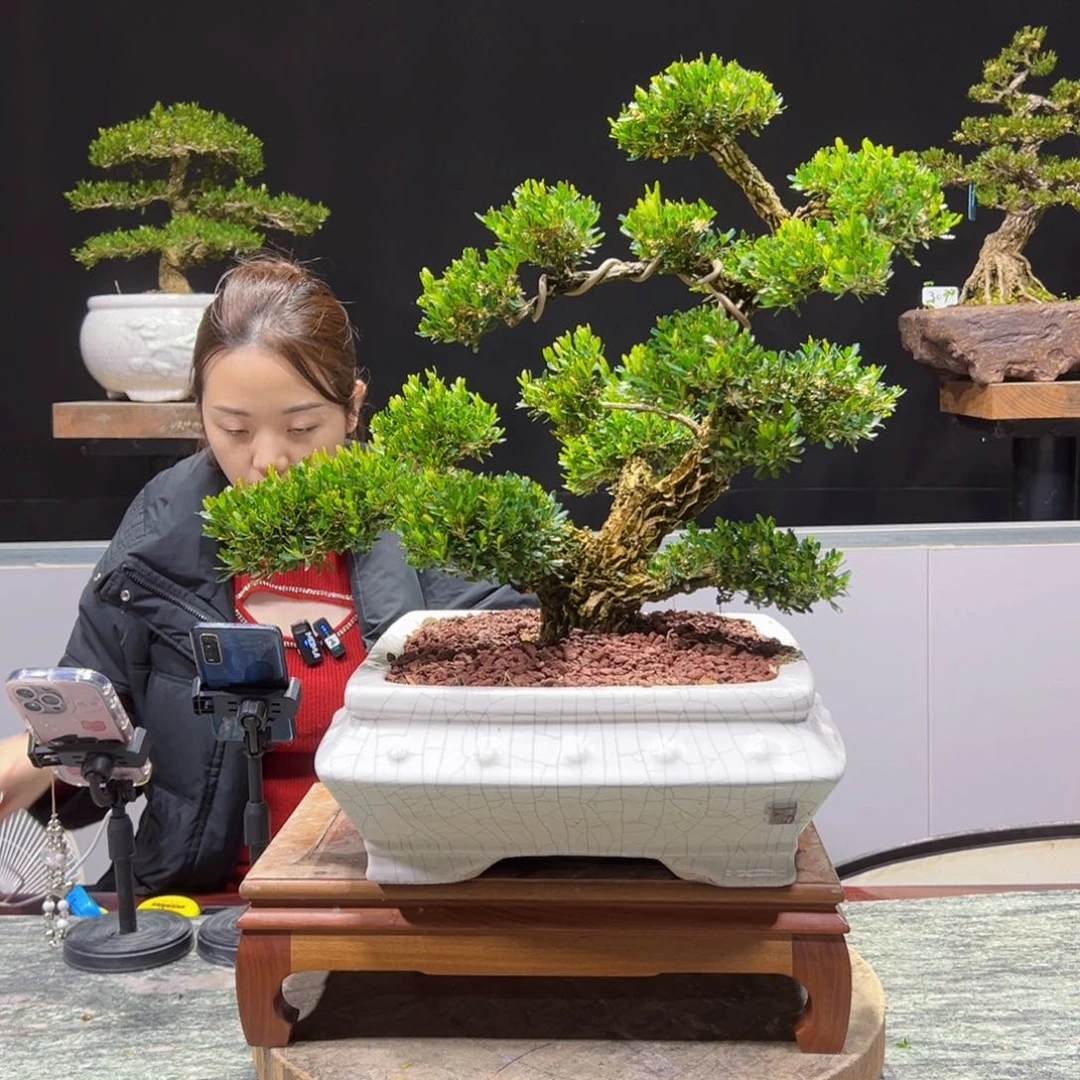 四季常青老桩黄杨盆景