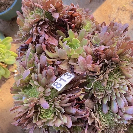 辰***光多肉植物一个有黑版