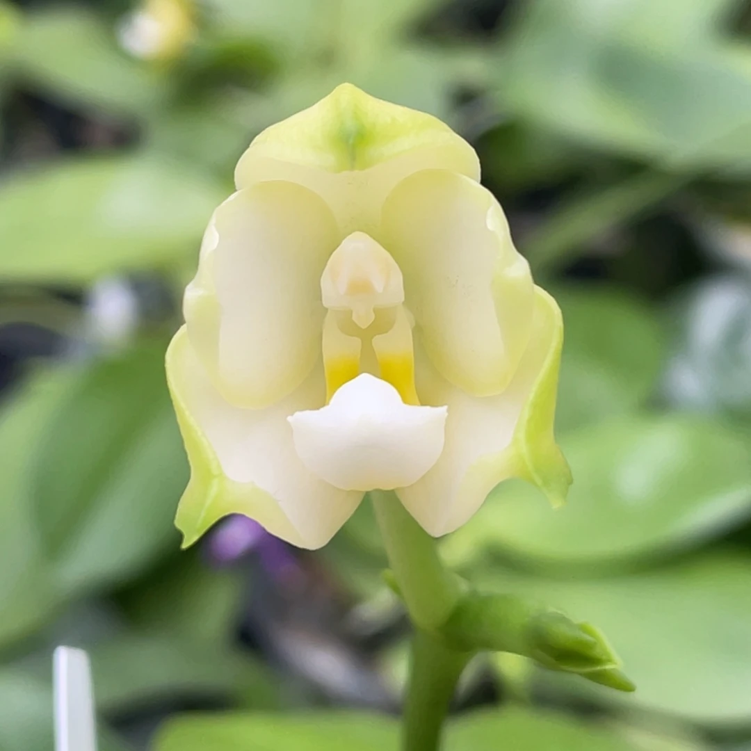 大部分花苞少量开放2.5白狗