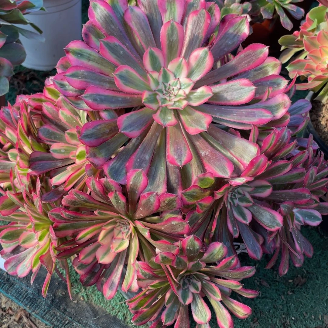 946红铜白精品法师老桩