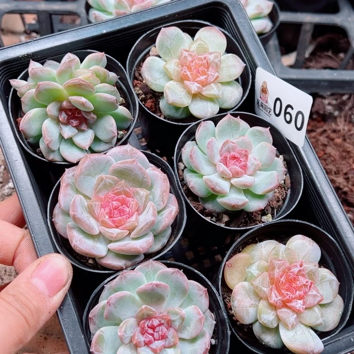 多肉植物多肉植物