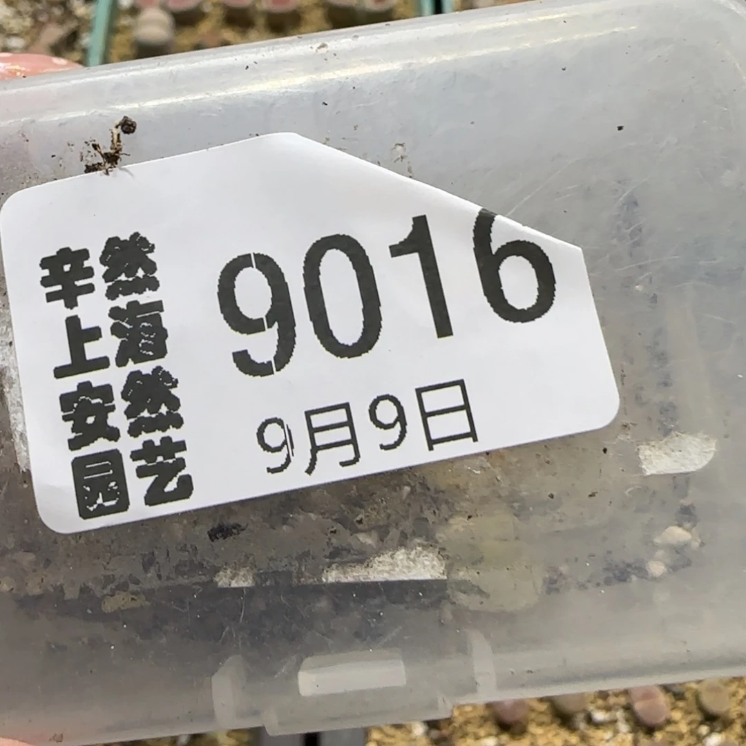 咸****9.9。       饼干和奔奔牙。    9016