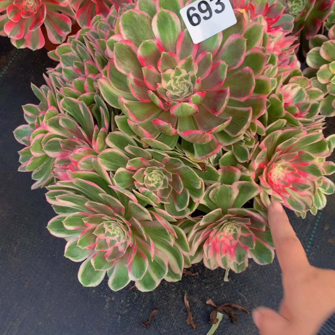 子***校法师多肉植物693孔雀翎