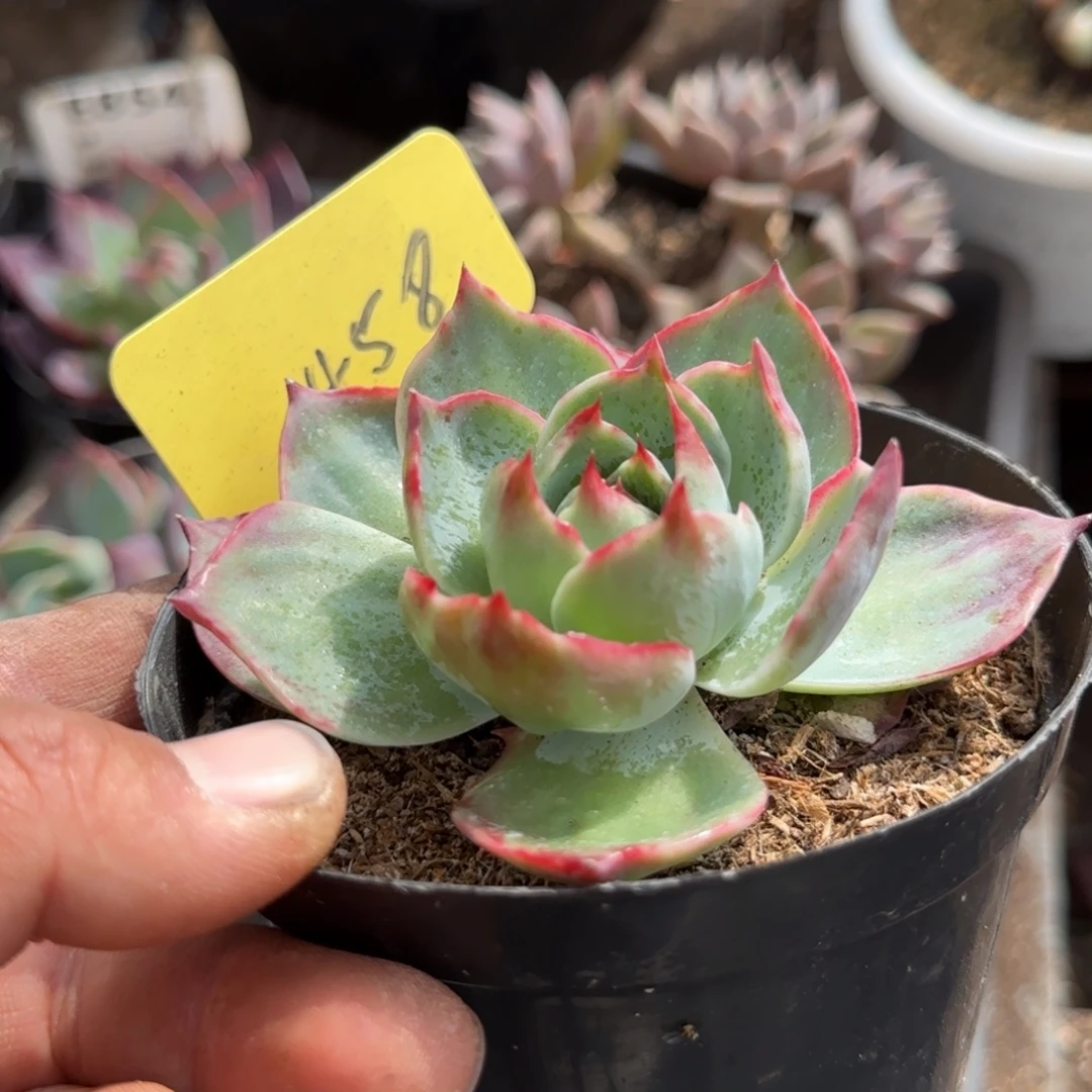 惊鸿一物一拍包装收缩花旱458