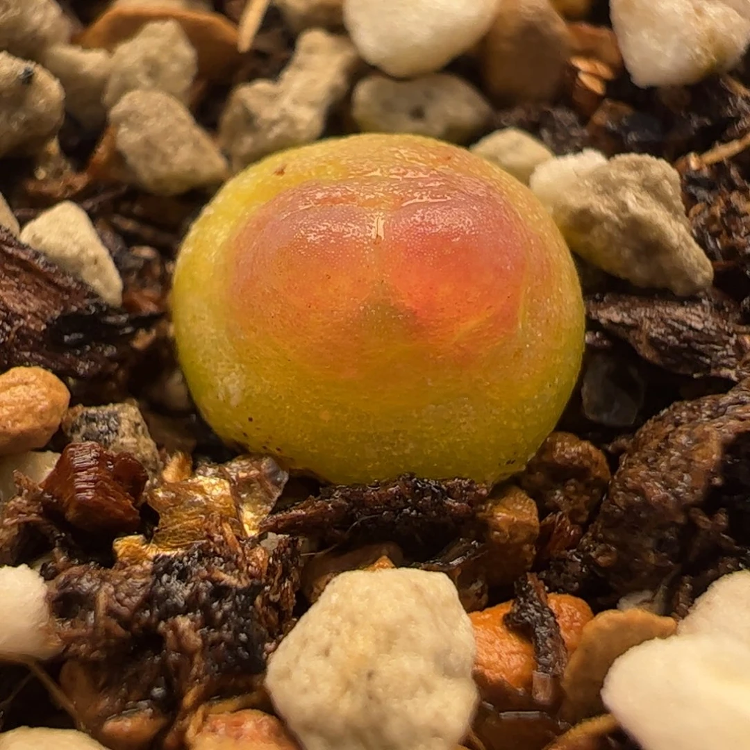 拉登多肉植物保护