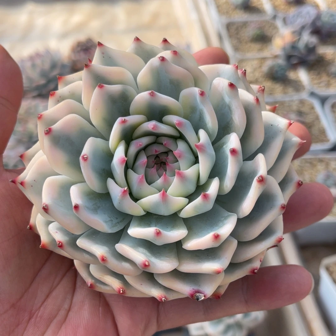 吉娃娃锦一物一拍