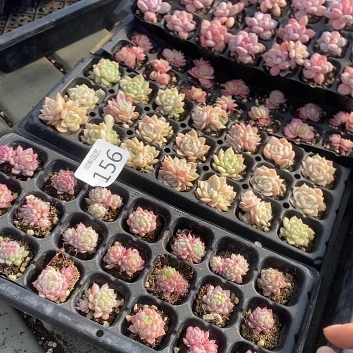 笛***笛156 多肉植物盆栽花卉