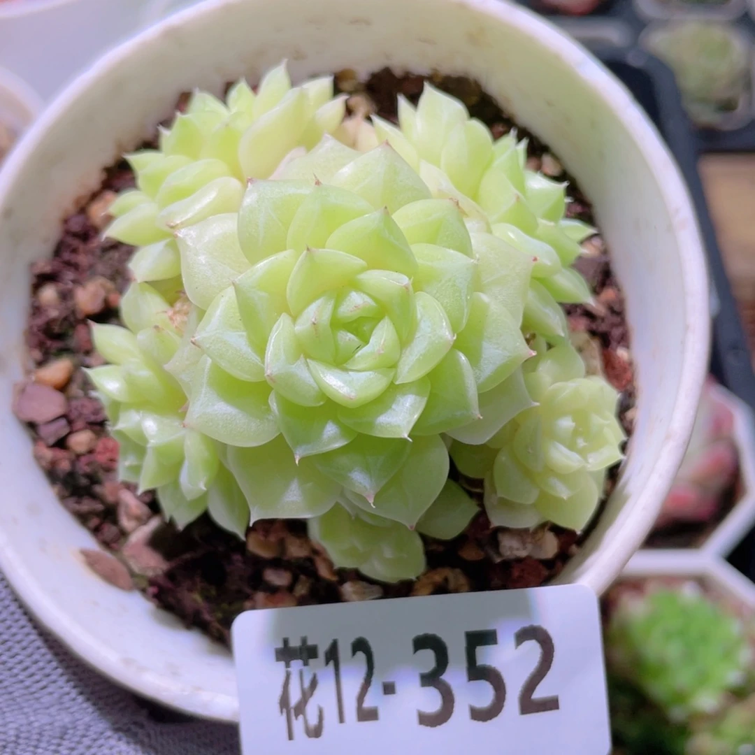 花利美12-352白天鹅
