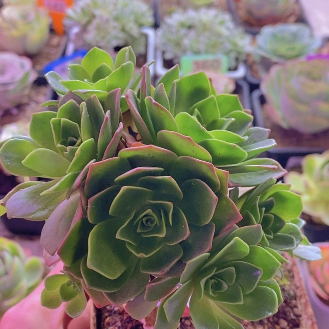 恰***瓜山地玫瑰一物一拍300会员364