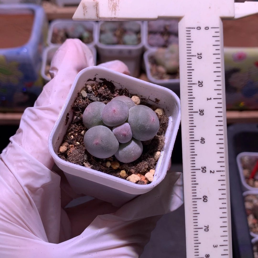 米可奶酪多肉mikenail