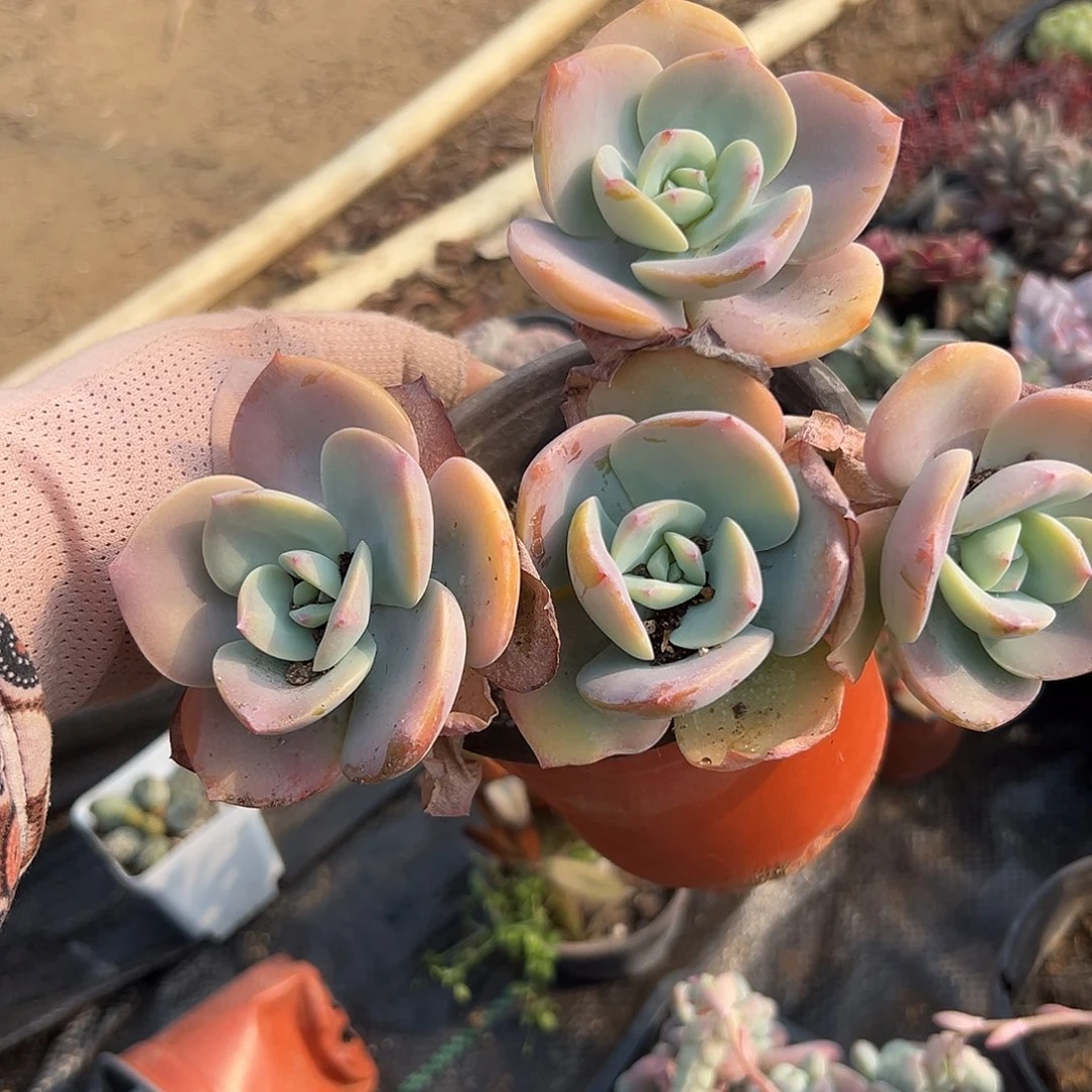 多肉植物奶茶有砍